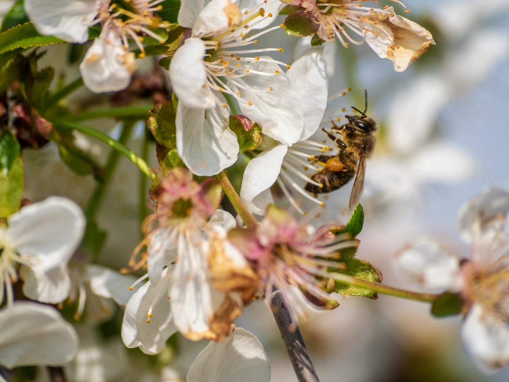 Detailansicht: Pollenflug Aktuell