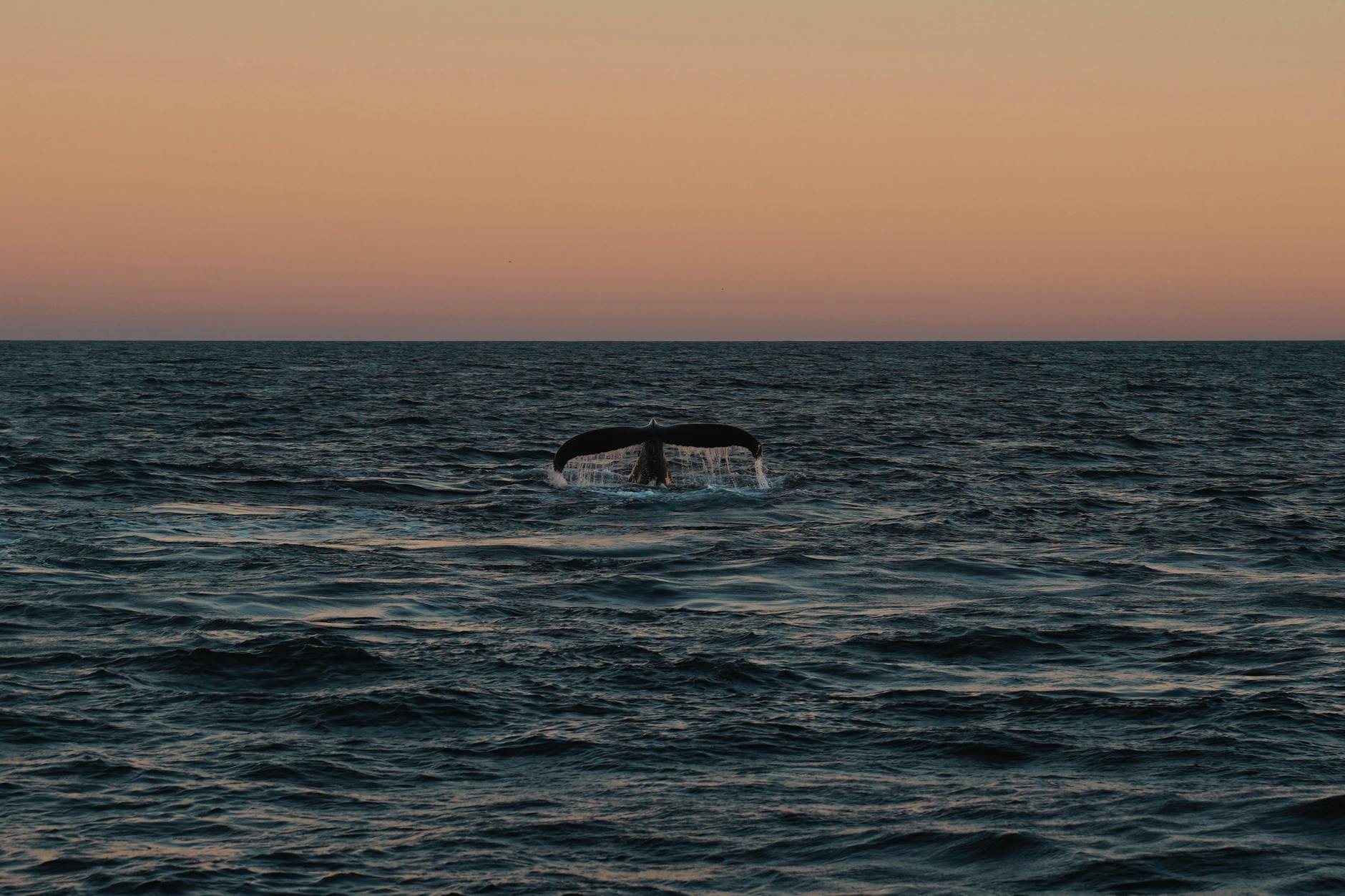 Symbolbild zum Thema Rettungsaktion Buckelwal Ostsee