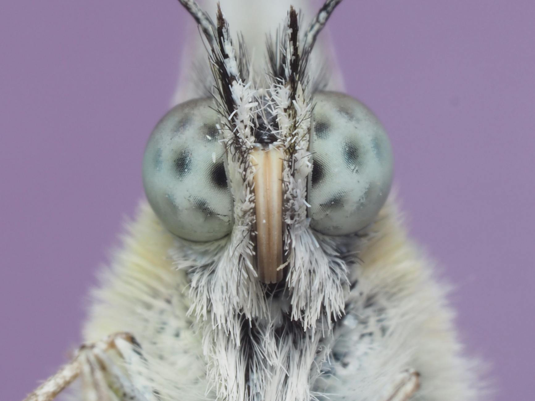 Illustration zu Schmetterlinge Züchten