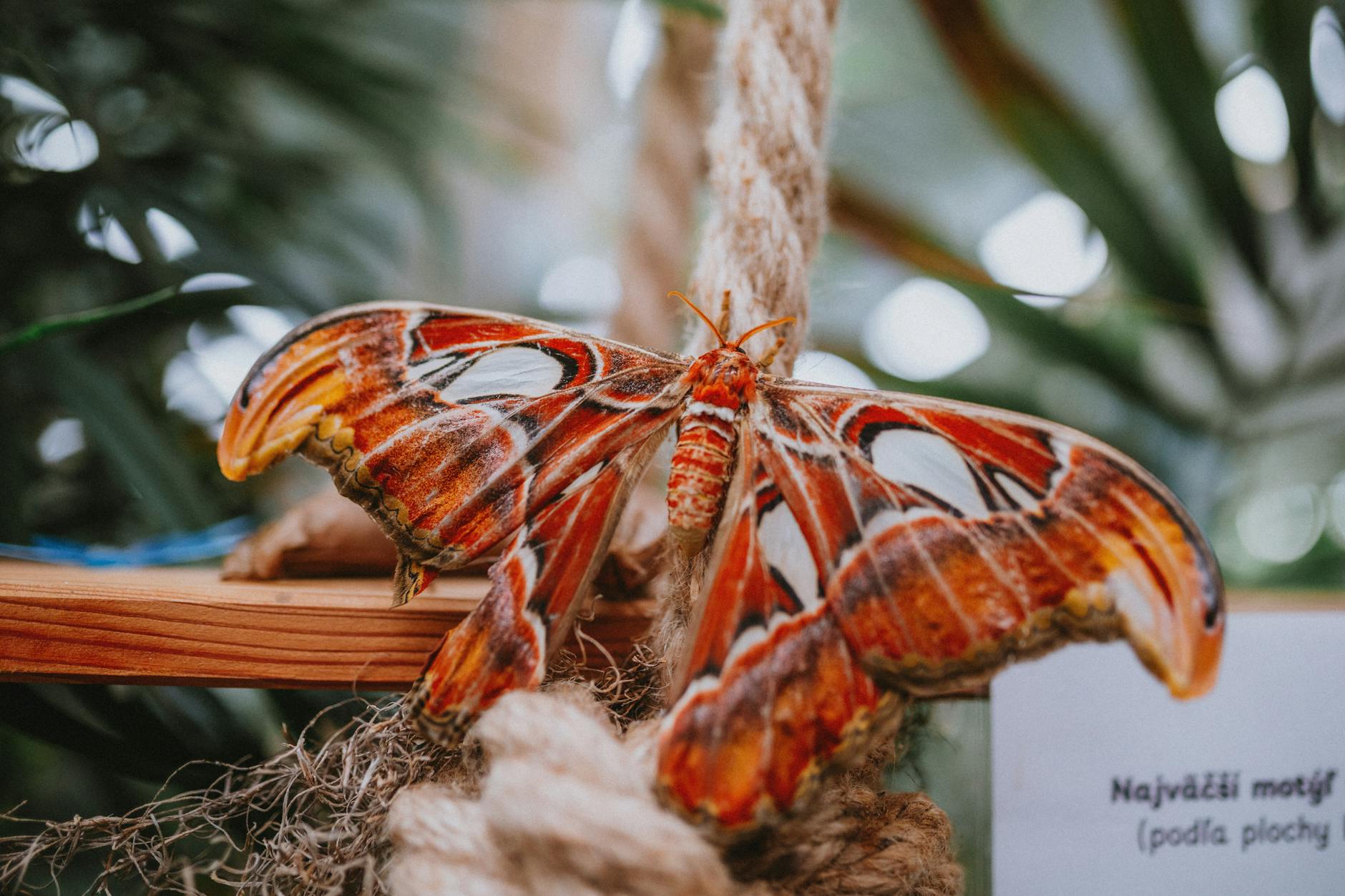 Symbolbild zum Thema Schmetterlinge Züchten