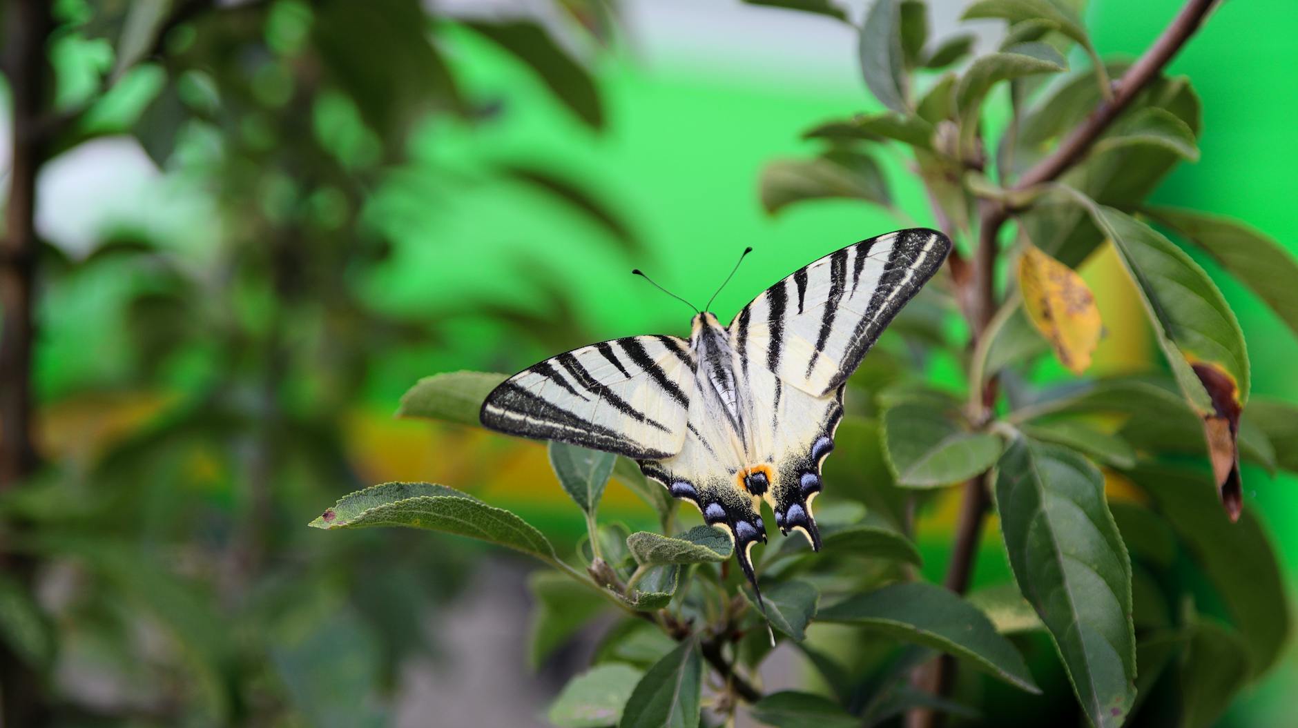 Detailansicht: Schmetterlinge Züchten