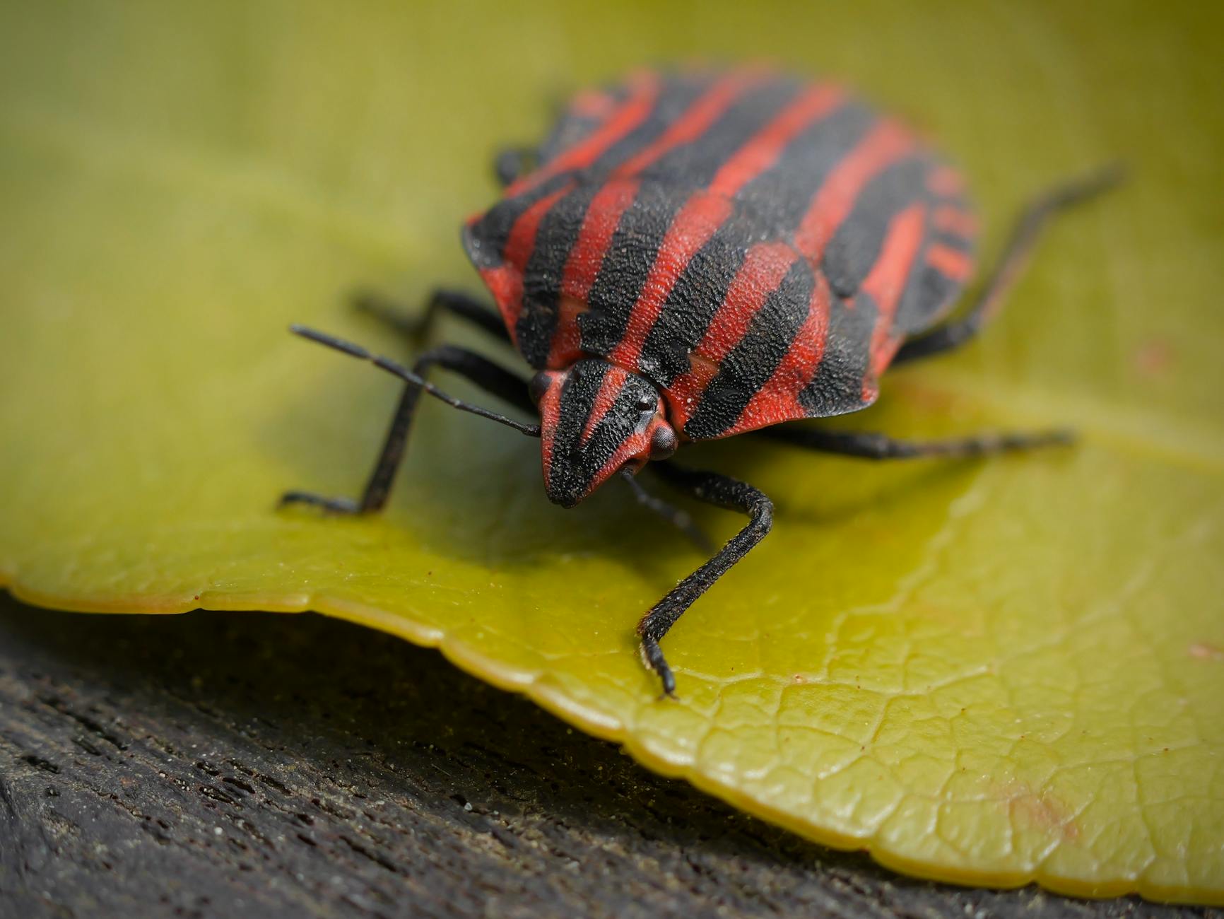Symbolbild zum Thema Stinkwanzen Loswerden