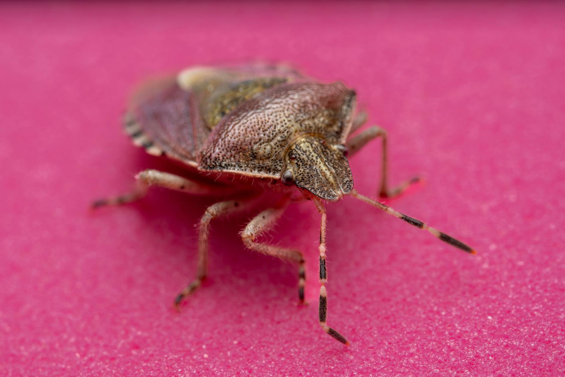 Detailansicht: Stinkwanzen Loswerden