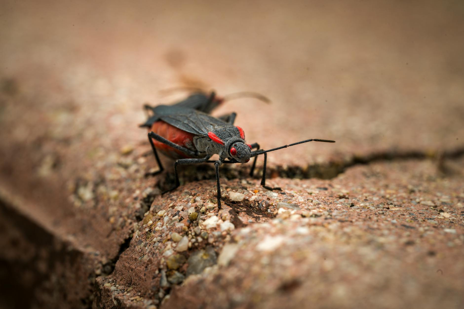 Detailansicht: The Cockroaches Rolling Stones