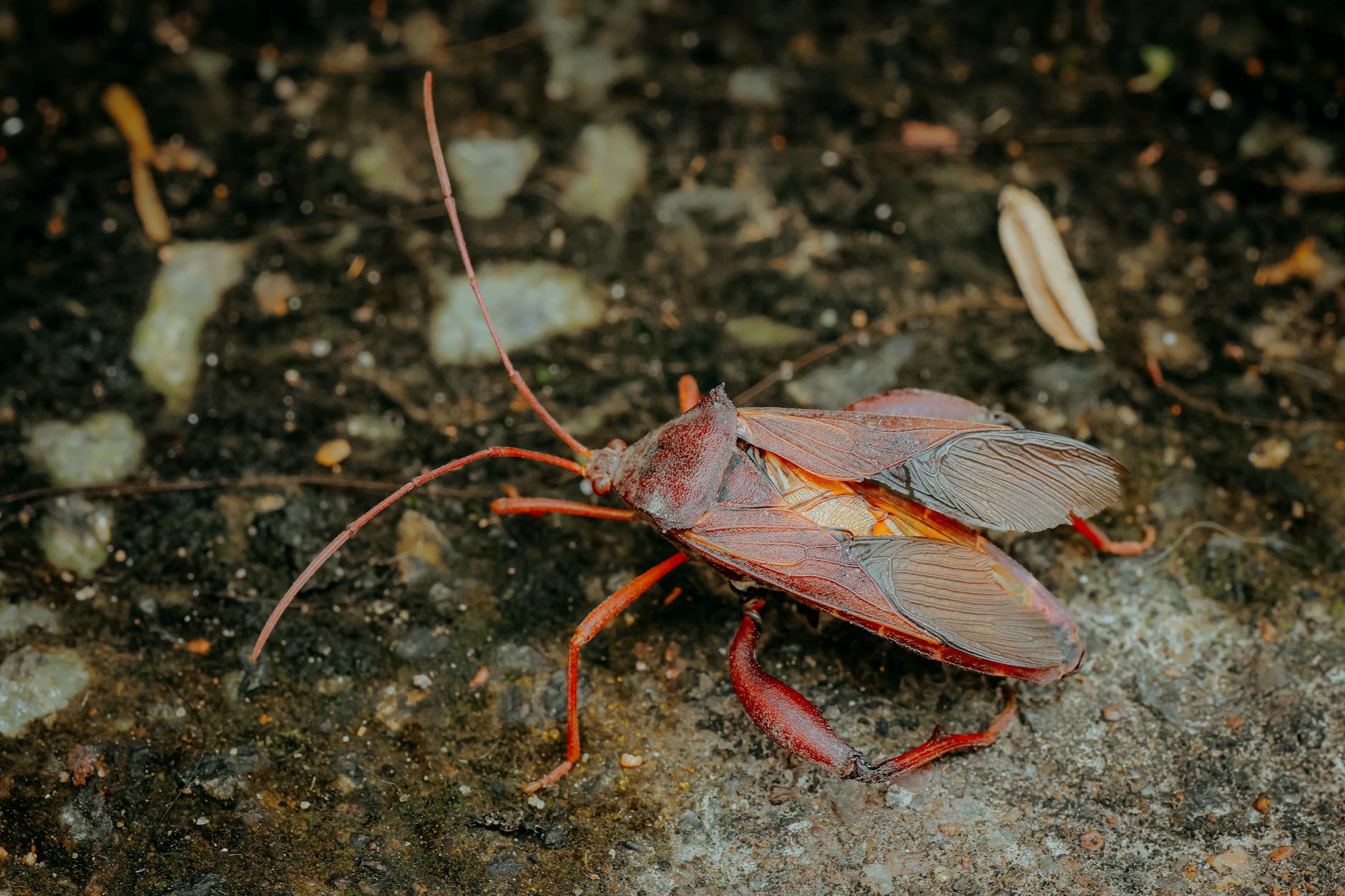 Detailansicht: The Cockroaches Rolling Stones