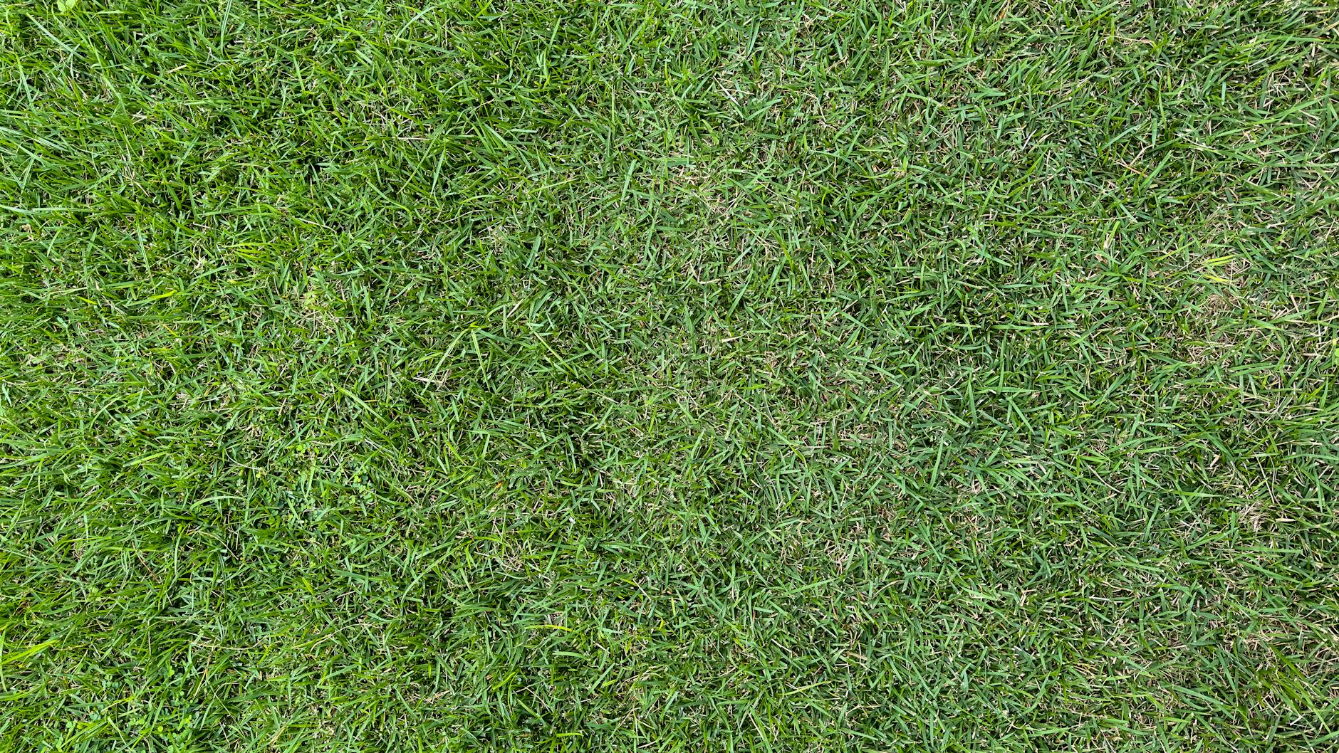 Detailansicht: Trockenheit Rasen