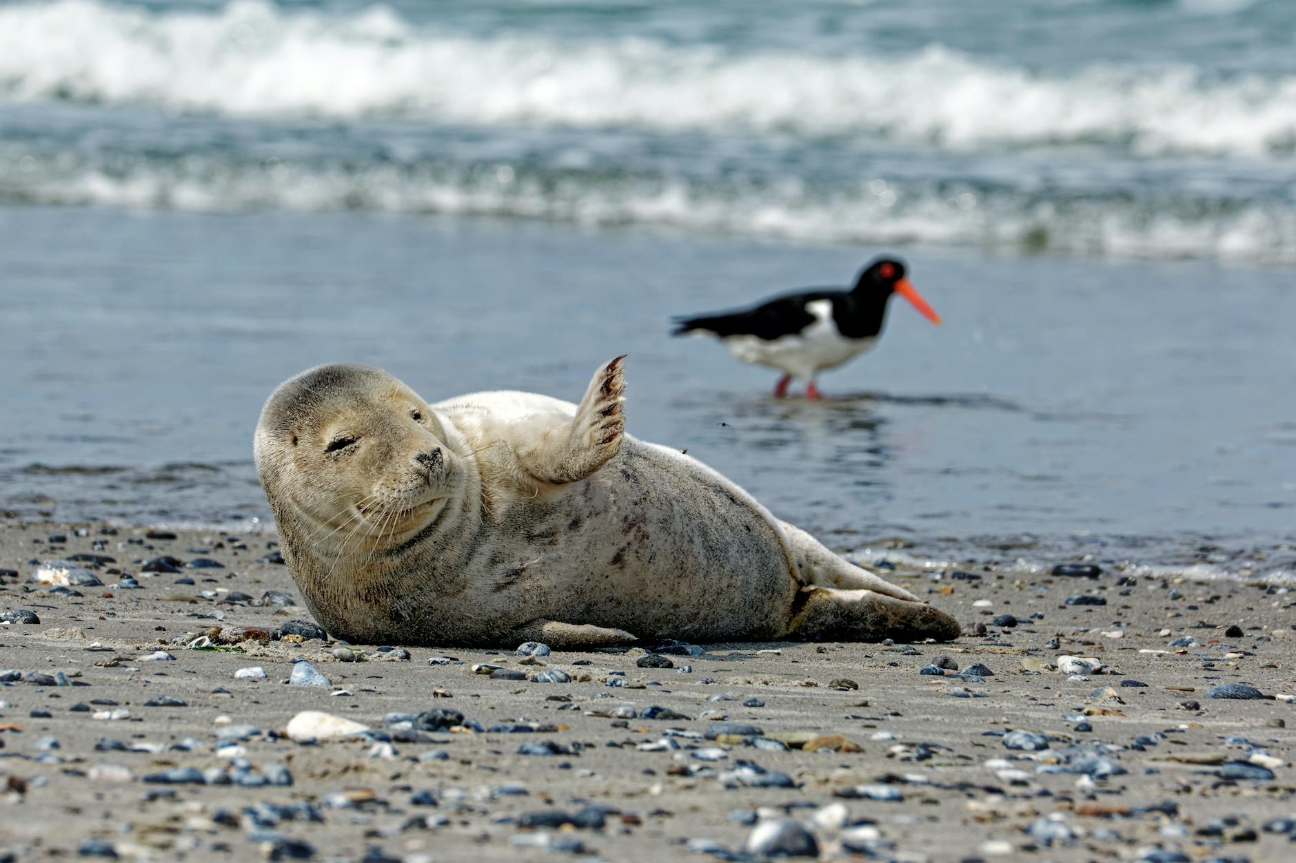 Symbolbild zum Thema Wal Ostsee Aktuell