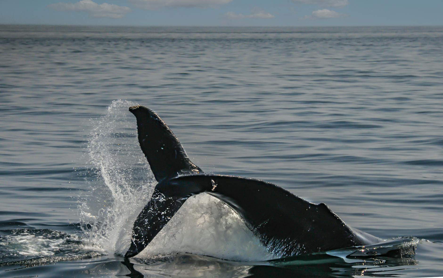 Symbolbild zum Thema Wal Ostsee Aktuell