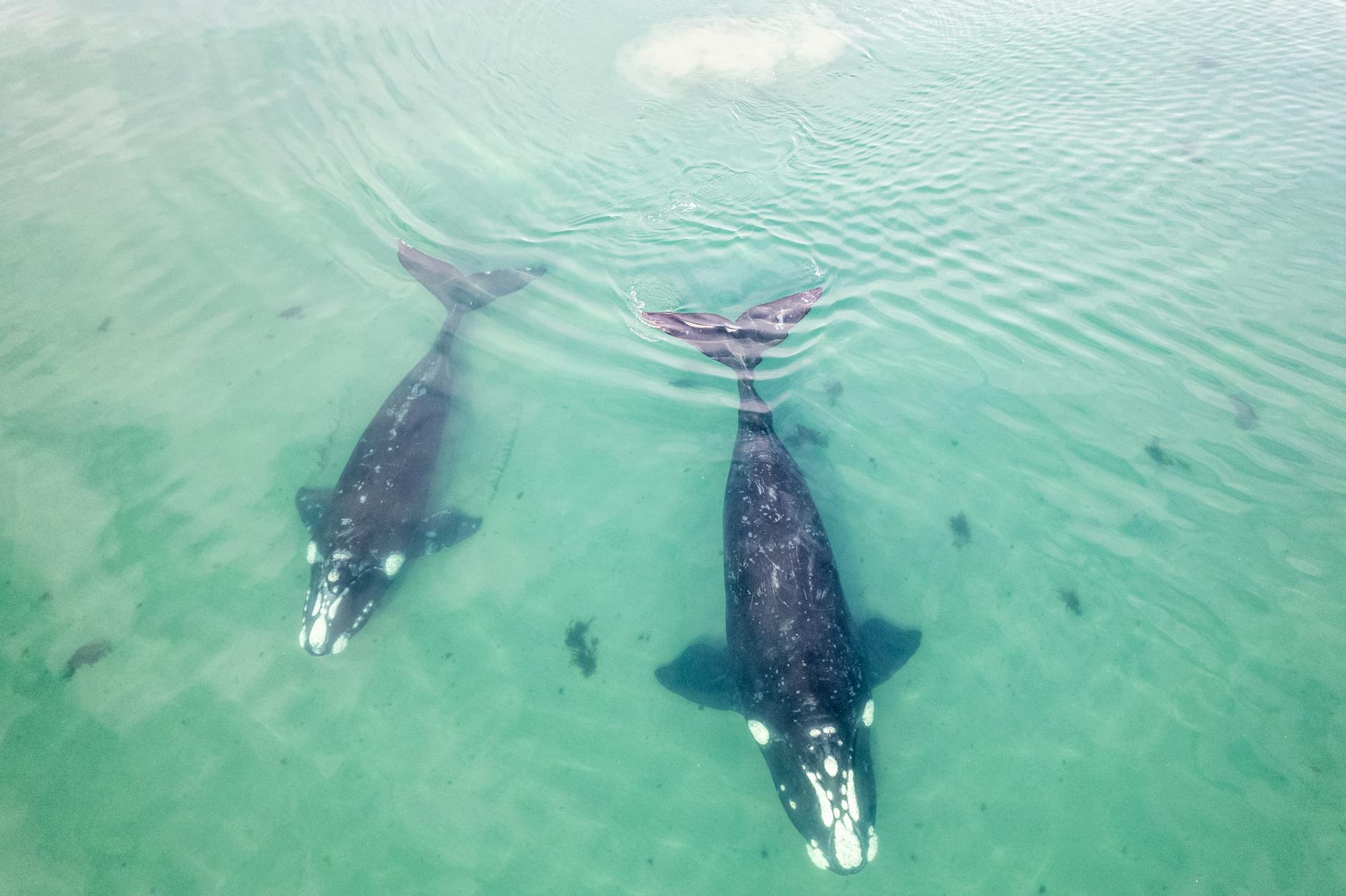 Symbolbild zum Thema Wal Timmy Aktuell