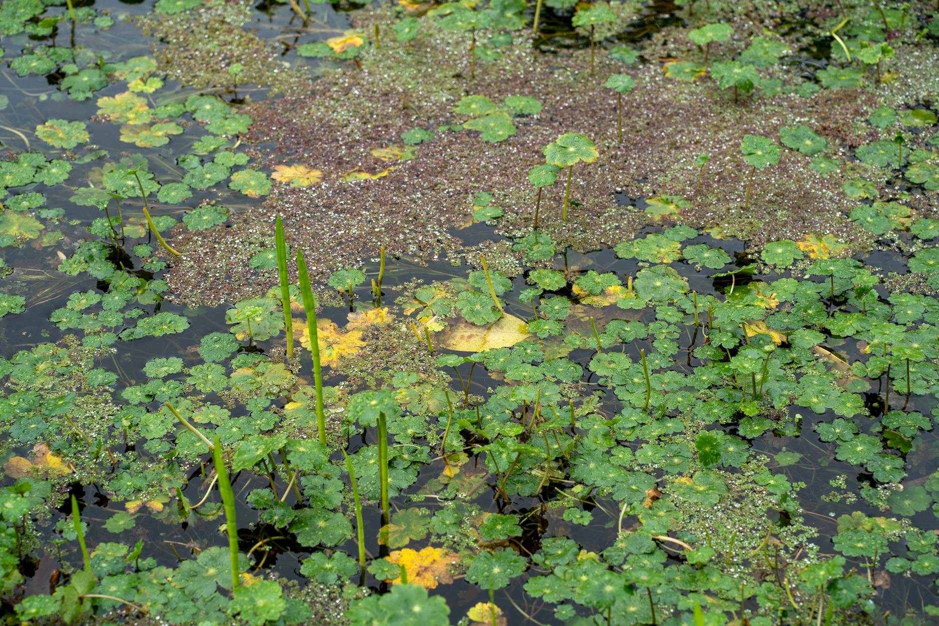 Illustration zu Wasserpflanzen Teich