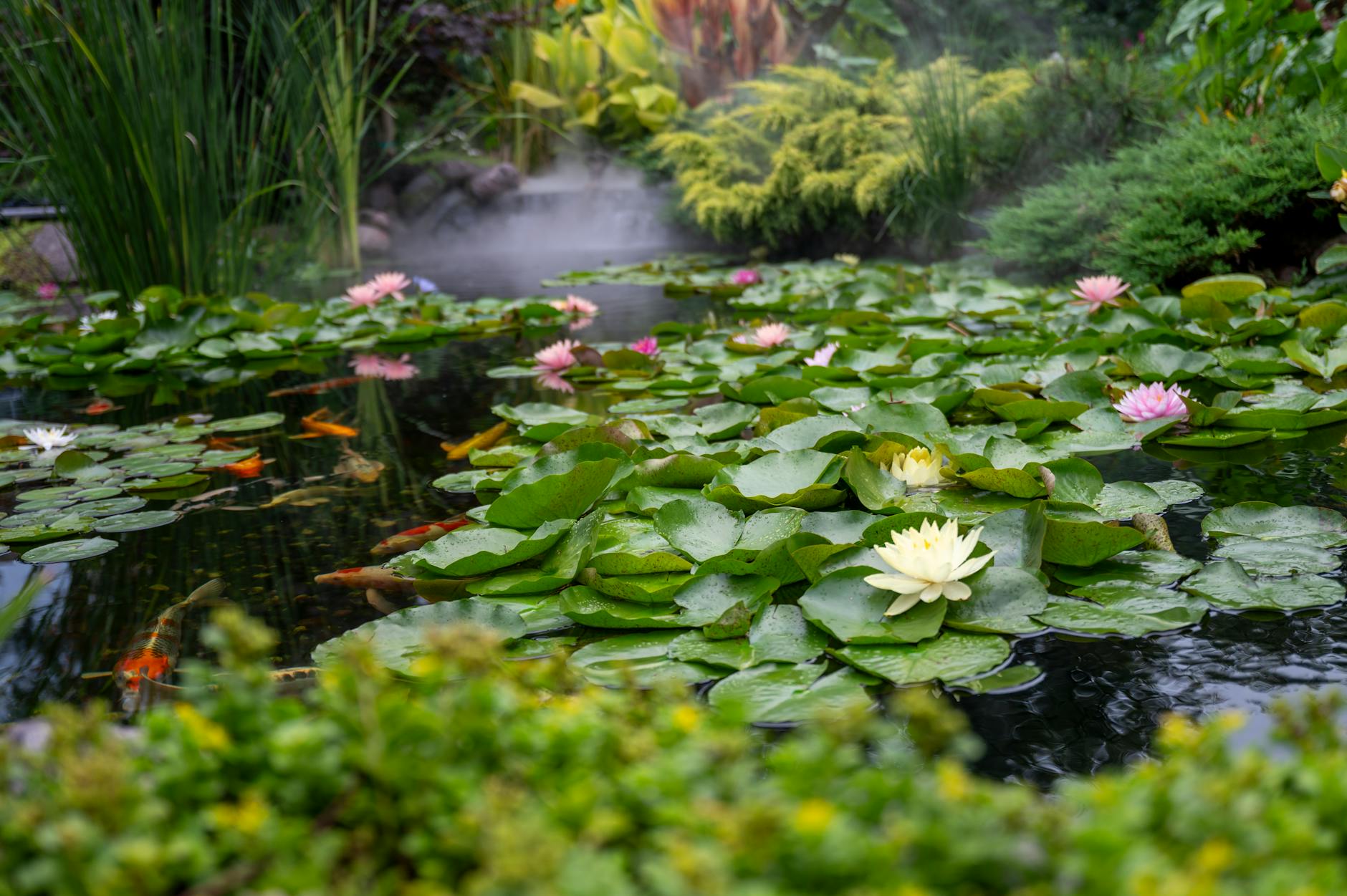 Detailansicht: Wasserpflanzen Teich