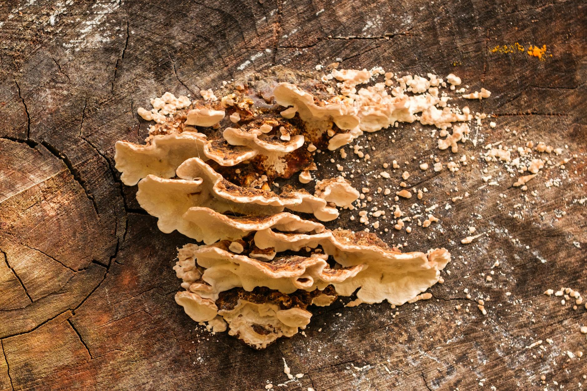 Detailansicht: Werder Bremen – RB Leipzig