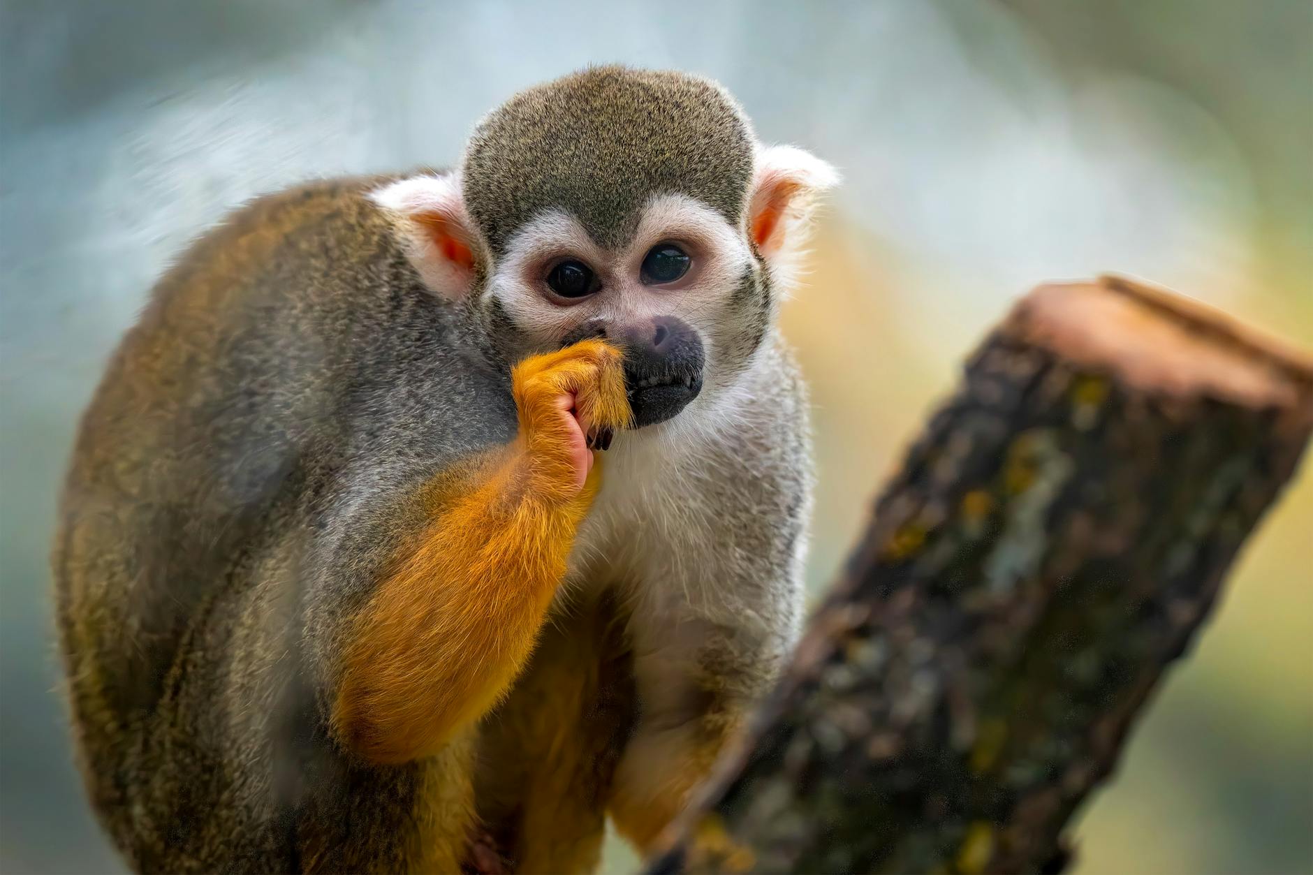 Symbolbild zum Thema Zoo