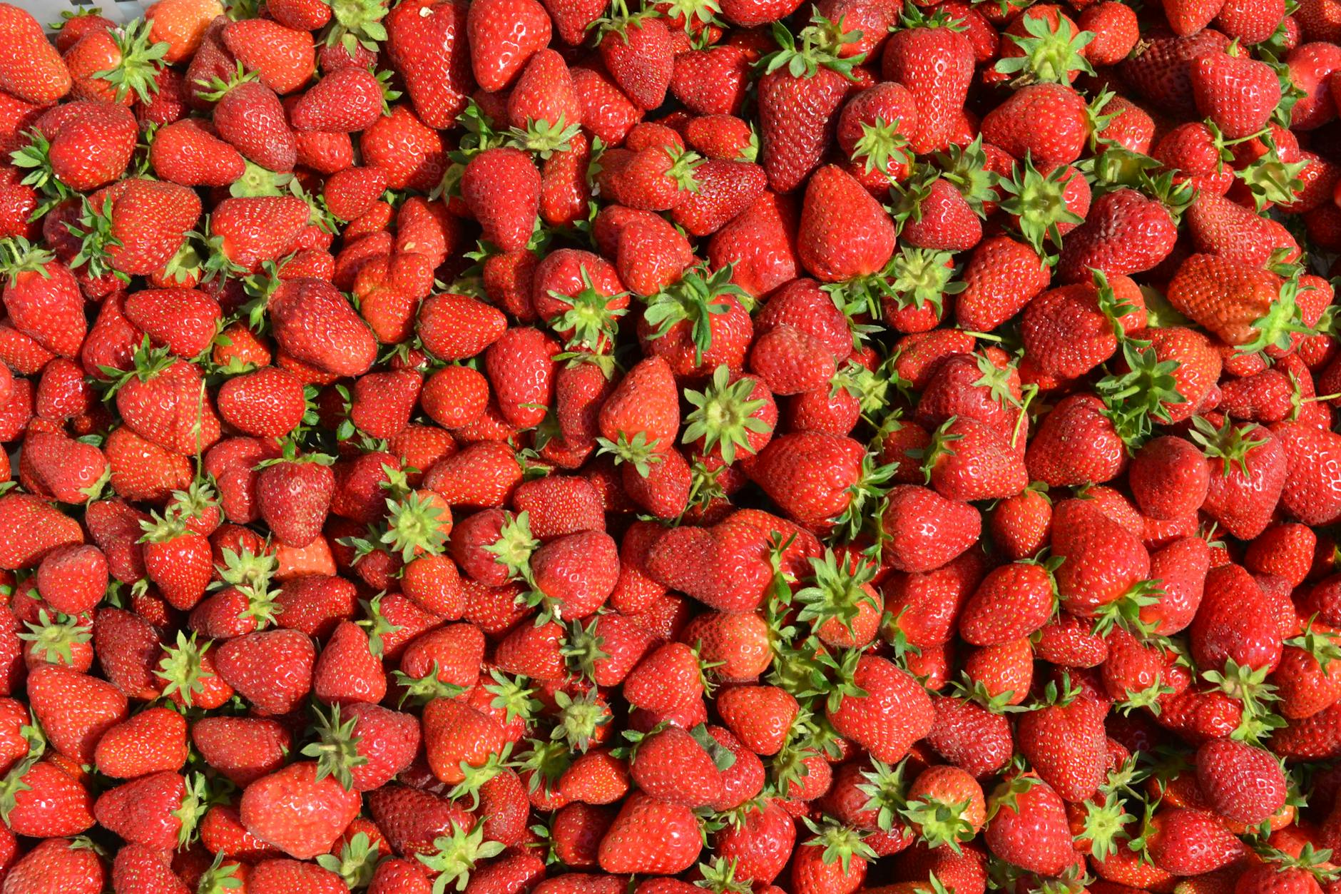 Symbolbild zum Thema Erdbeeren Preise
