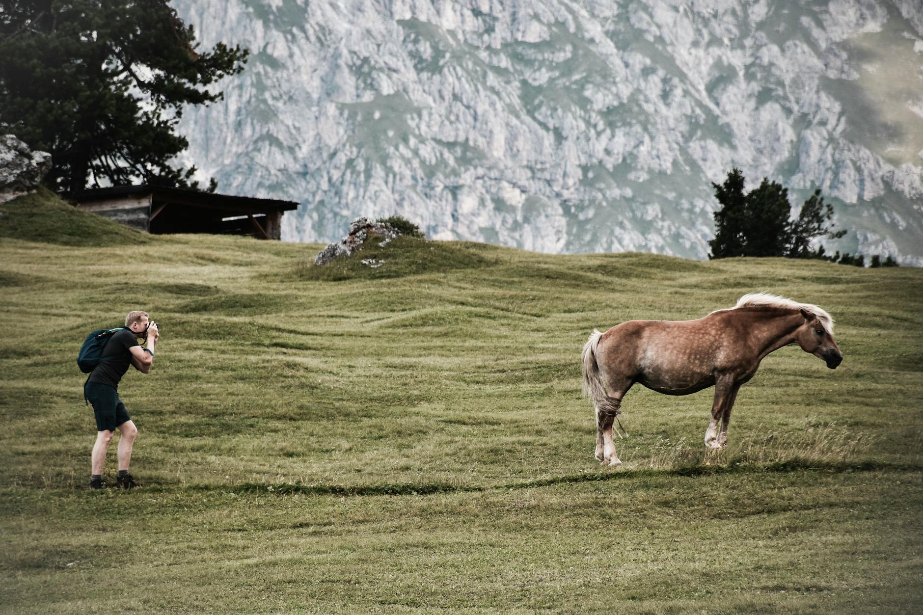 Symbolbild zum Thema Haflinger