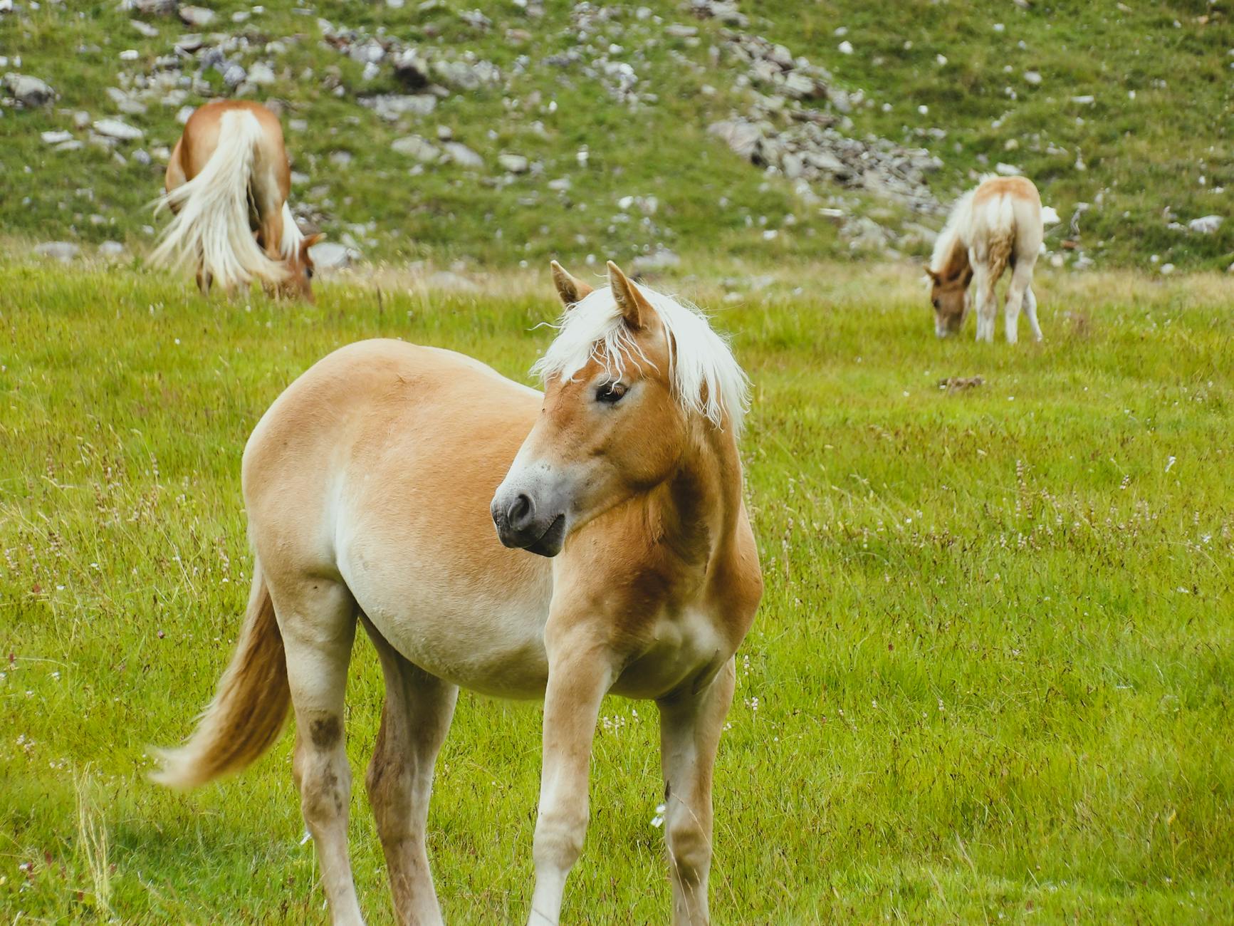 Detailansicht: Haflinger