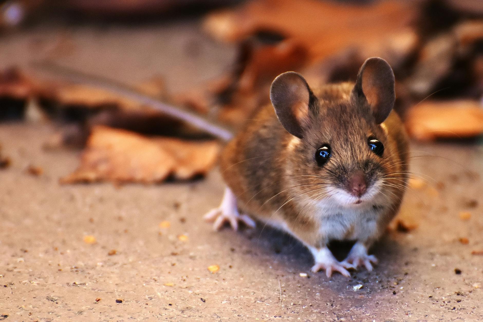Symbolbild zum Thema Hantavirus Ausbruch