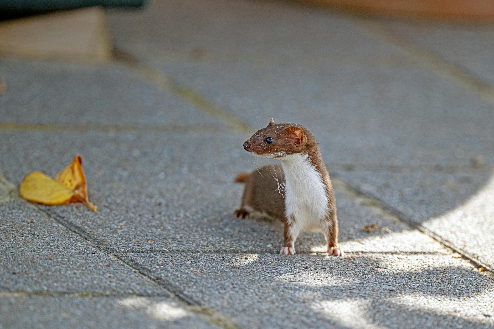 Detailansicht: Hantavirus Ausbruch