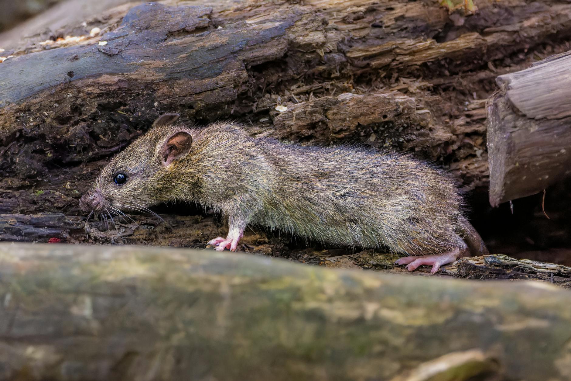 Symbolbild zum Thema Hantavirus Infektion