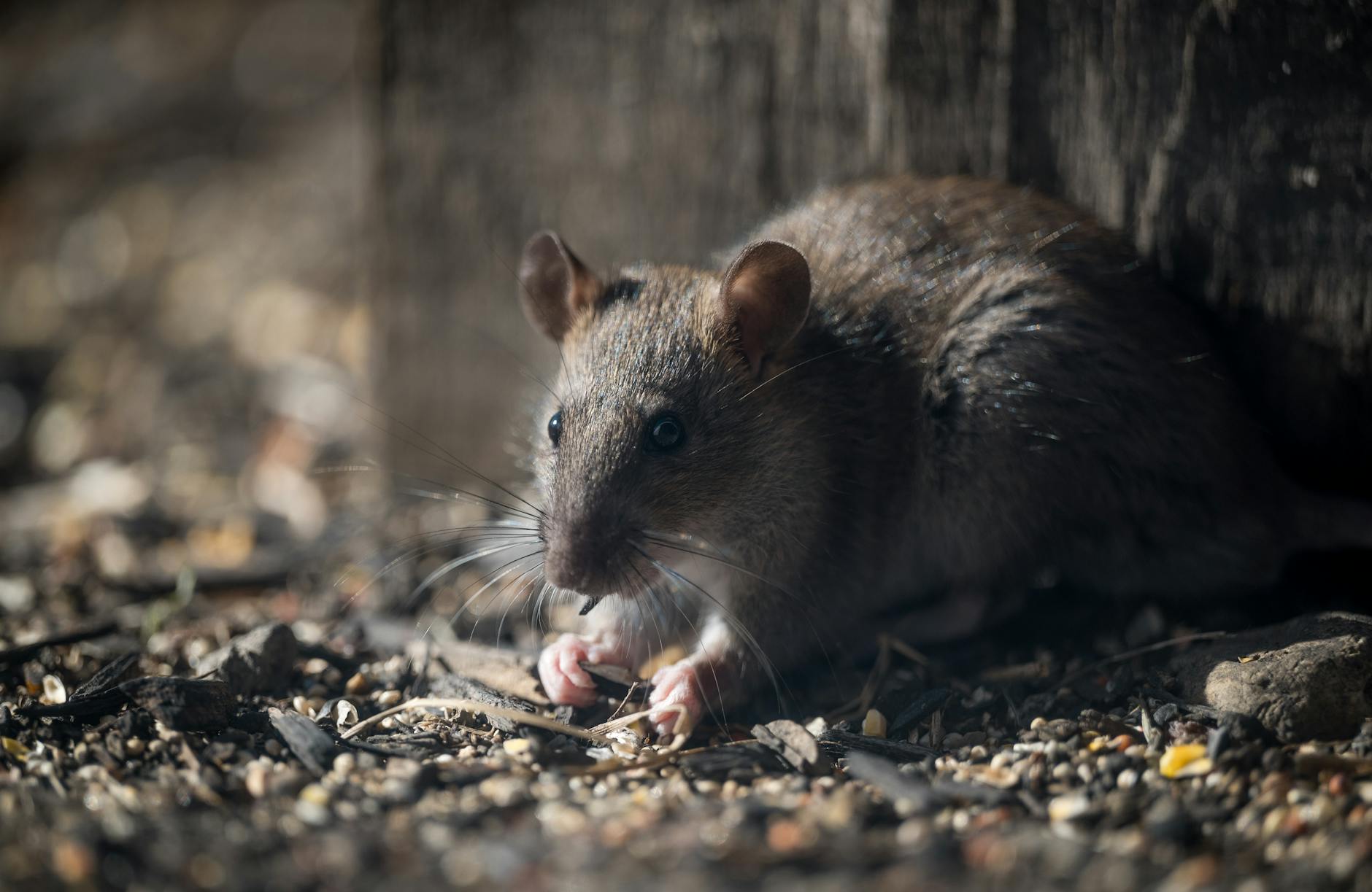 Symbolbild zum Thema Hantavirus Infektion