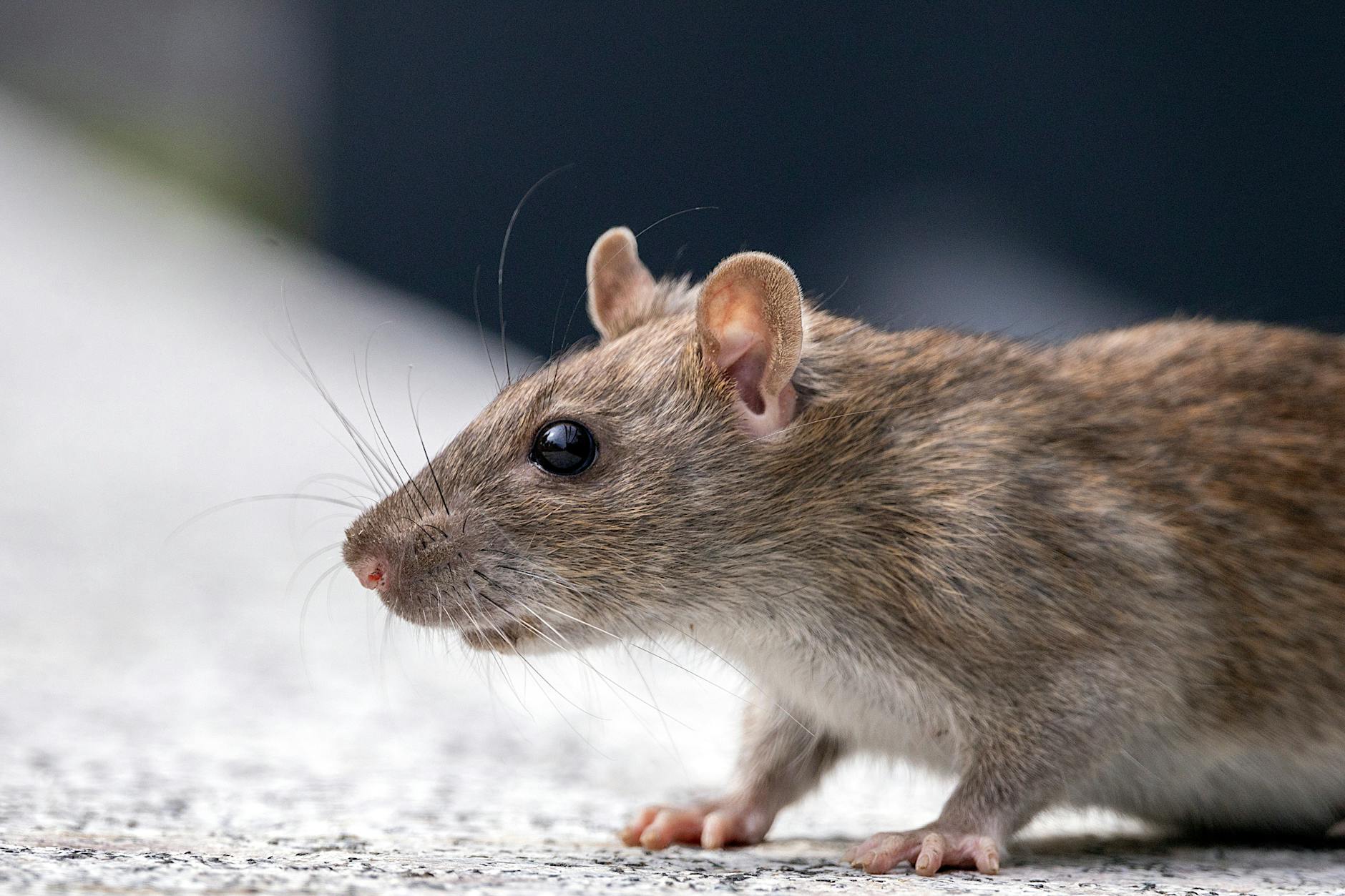 Detailansicht: Hantavirus Infektion