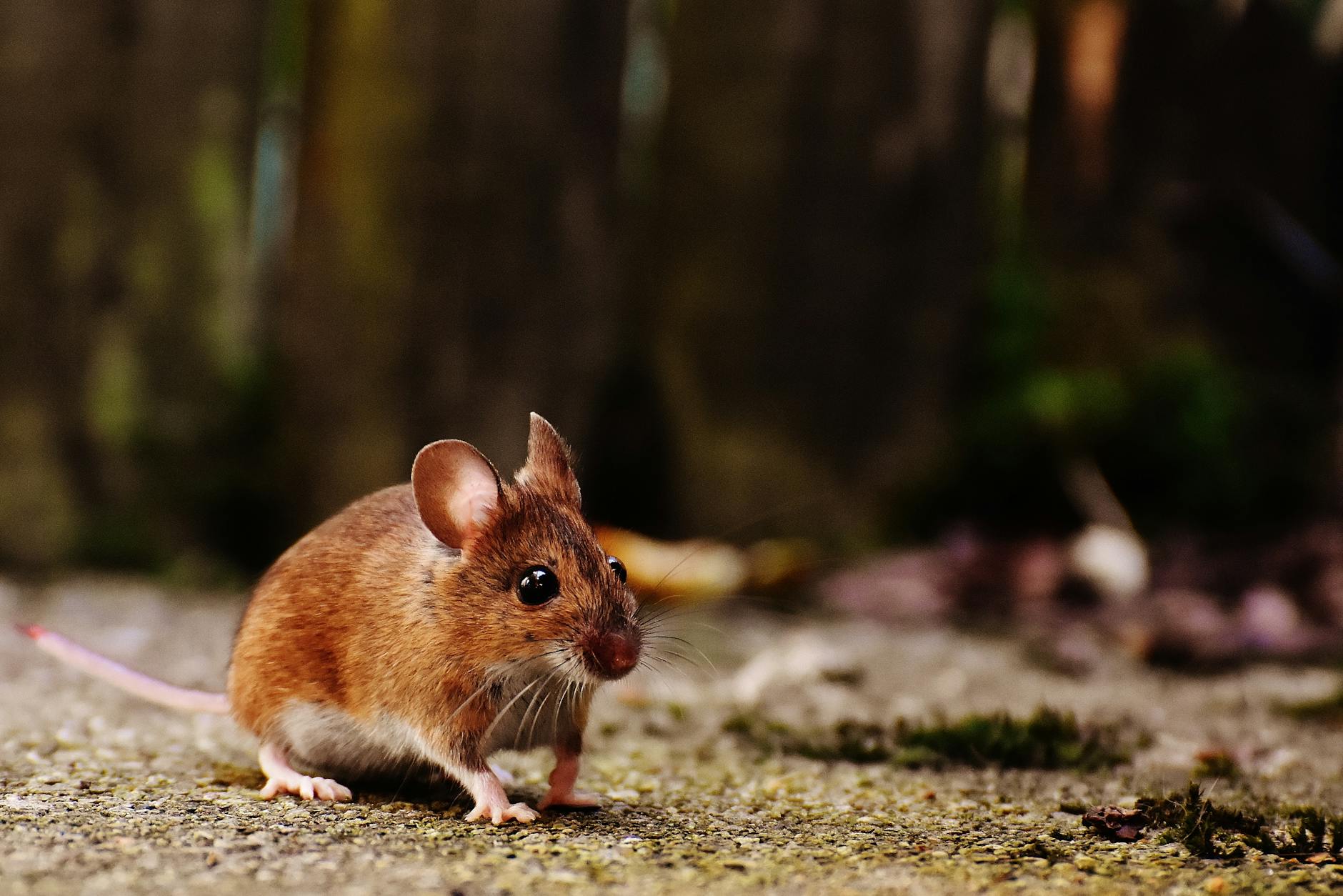 Symbolbild zum Thema Hantavirus Schweiz