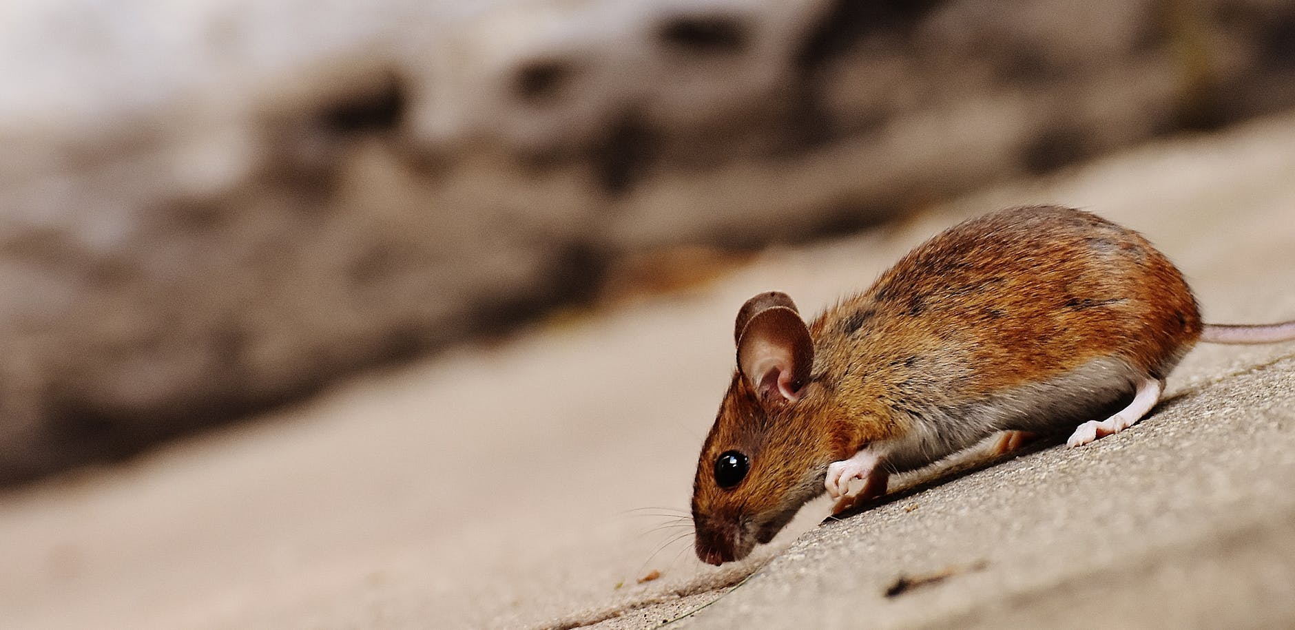 Detailansicht: Hantavirus Schweiz