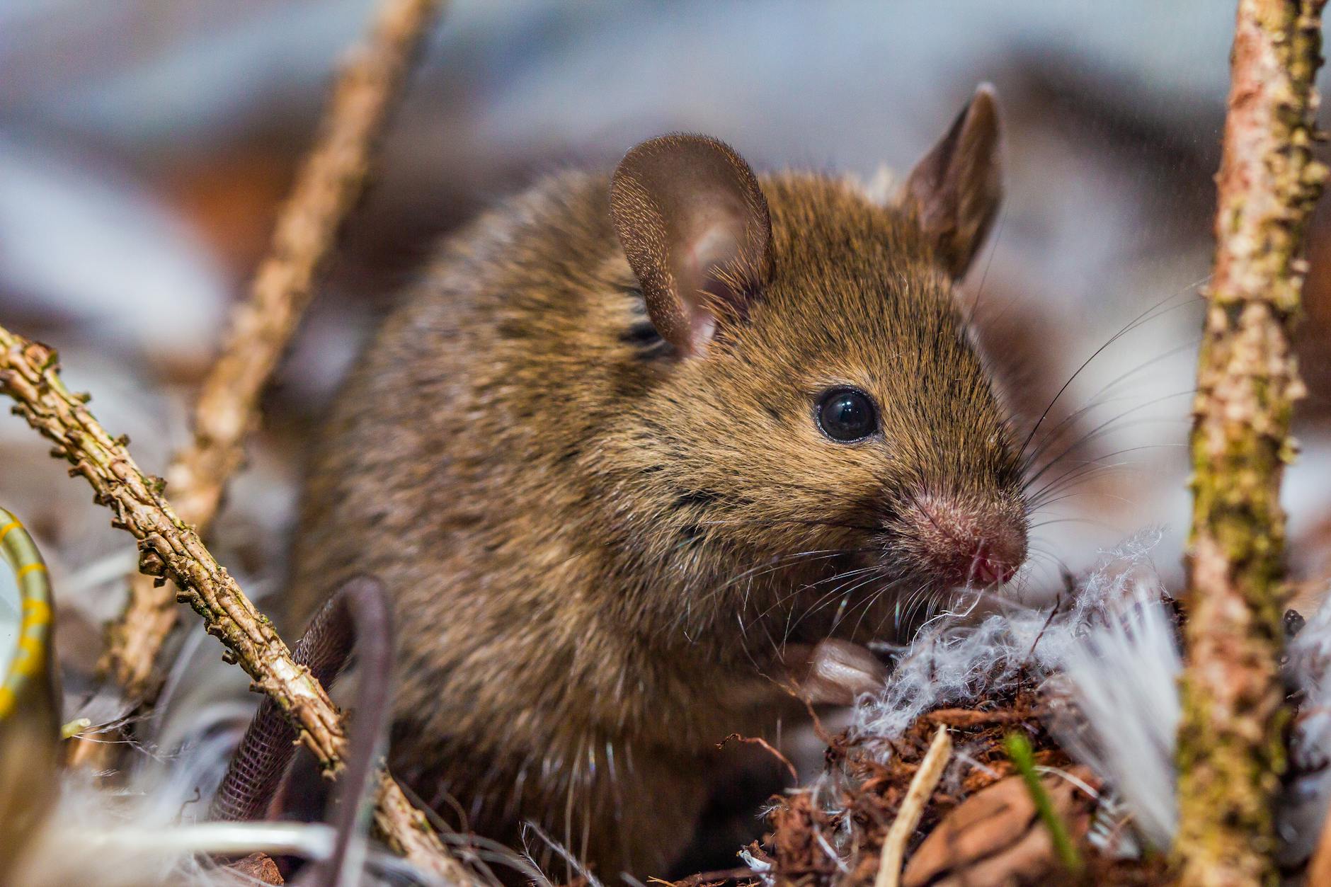 Symbolbild zum Thema Hantavirus Symptome
