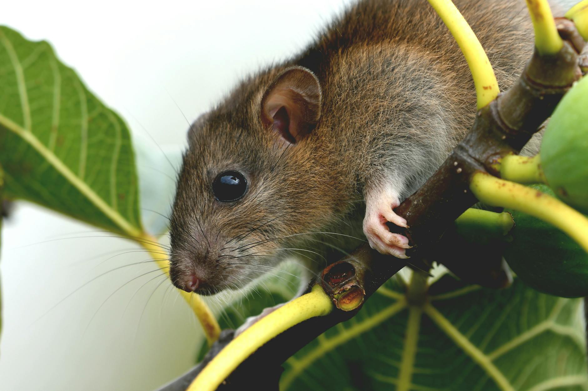 Detailansicht: Hantavirus Symptome