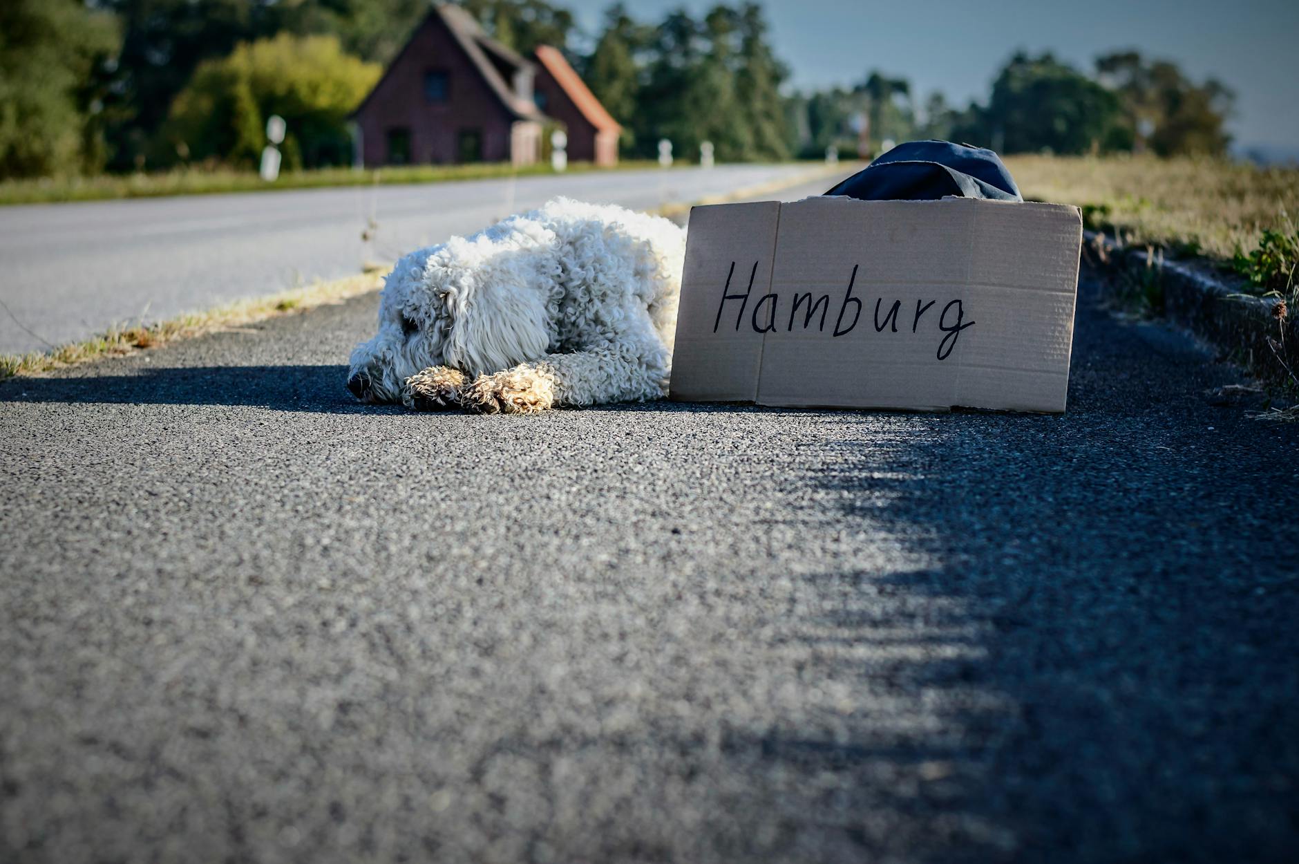 Hund Hitze Illustration zu Hund Hitze