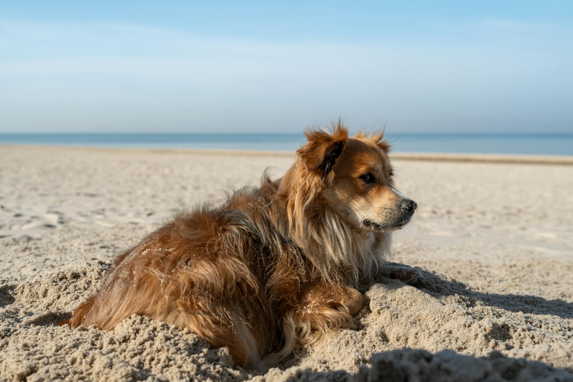 Hund Hitze Symbolbild zum Thema Hund Hitze