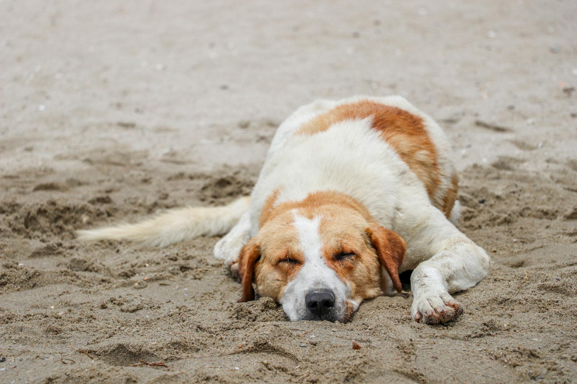 Hund Hitze Detailansicht: Hund Hitze