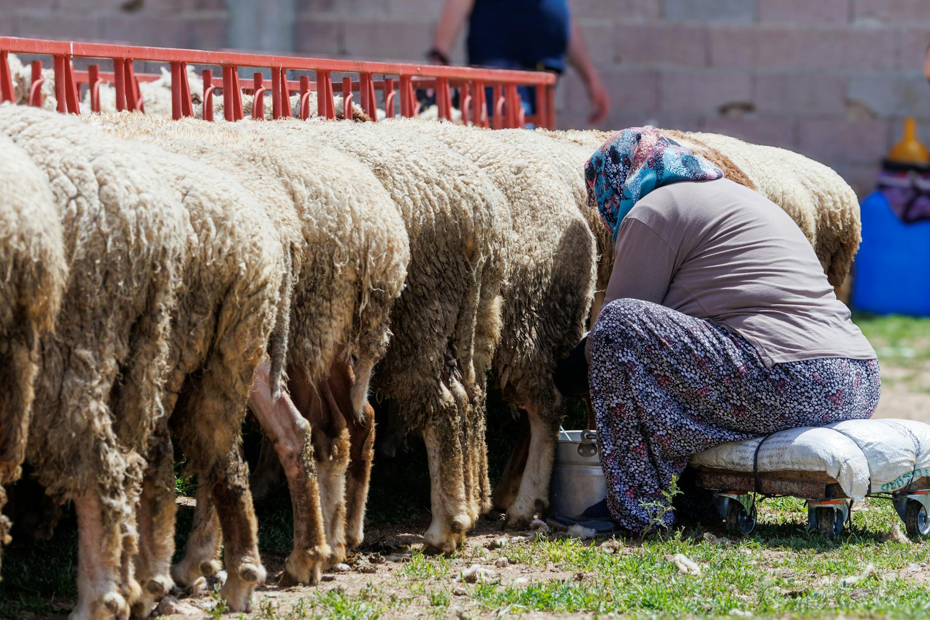 Symbolbild zum Thema Kurban Bayram 2026