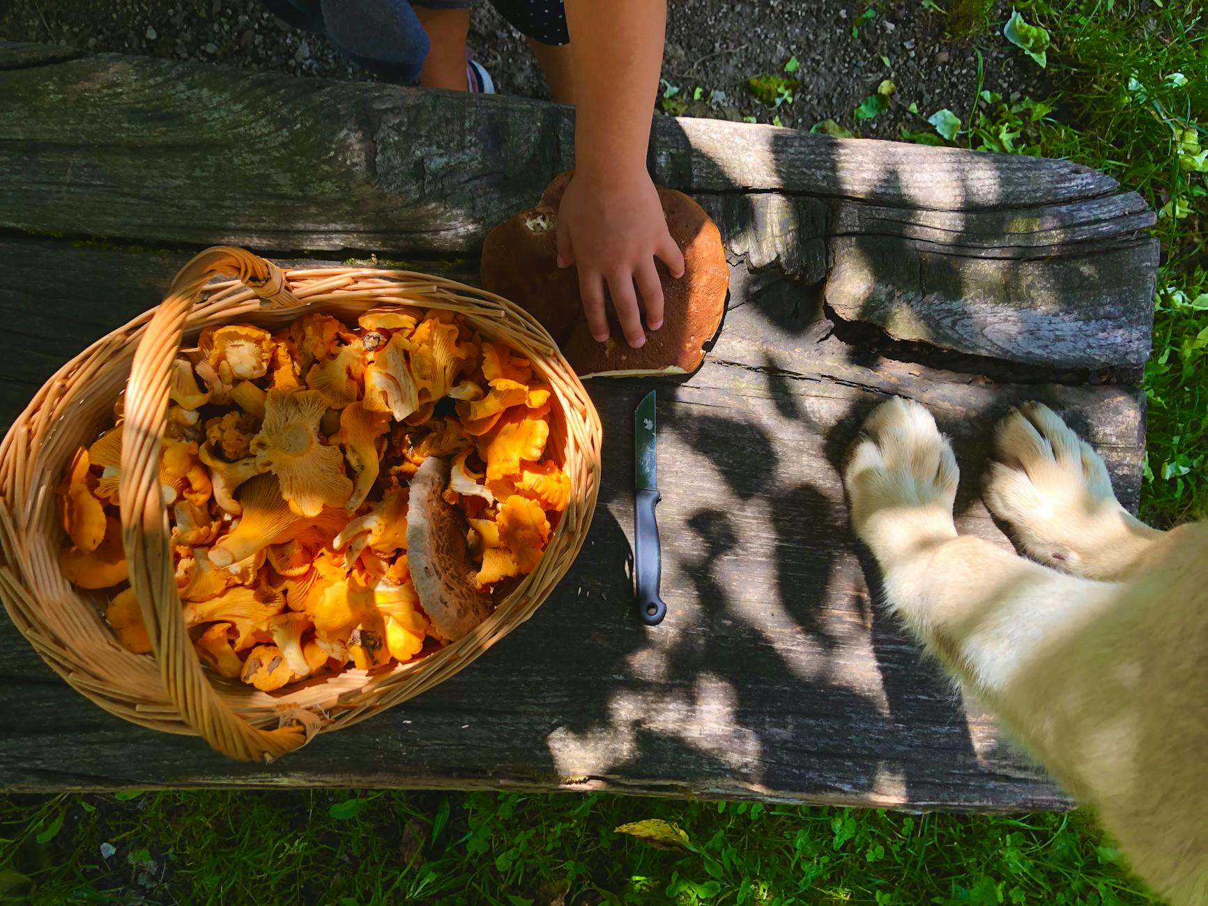 Pilze Sammeln Regeln Detailansicht: Pilze Sammeln Regeln