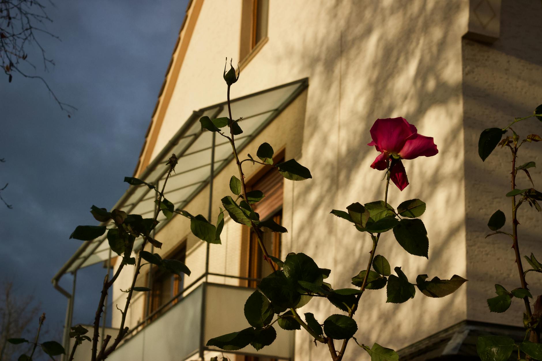 Rote Rosen Illustration zu Rote Rosen