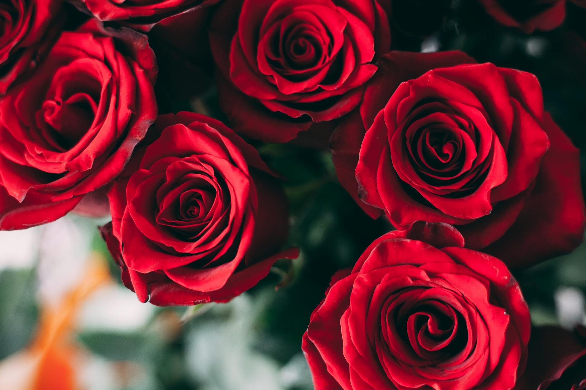 Rote Rosen Symbolbild zum Thema Rote Rosen
