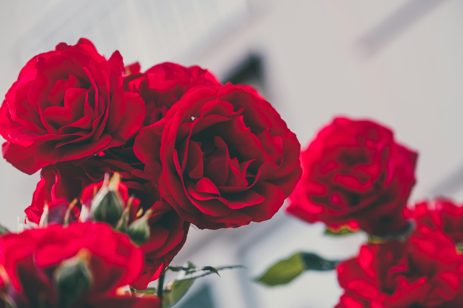 Rote Rosen Detailansicht: Rote Rosen
