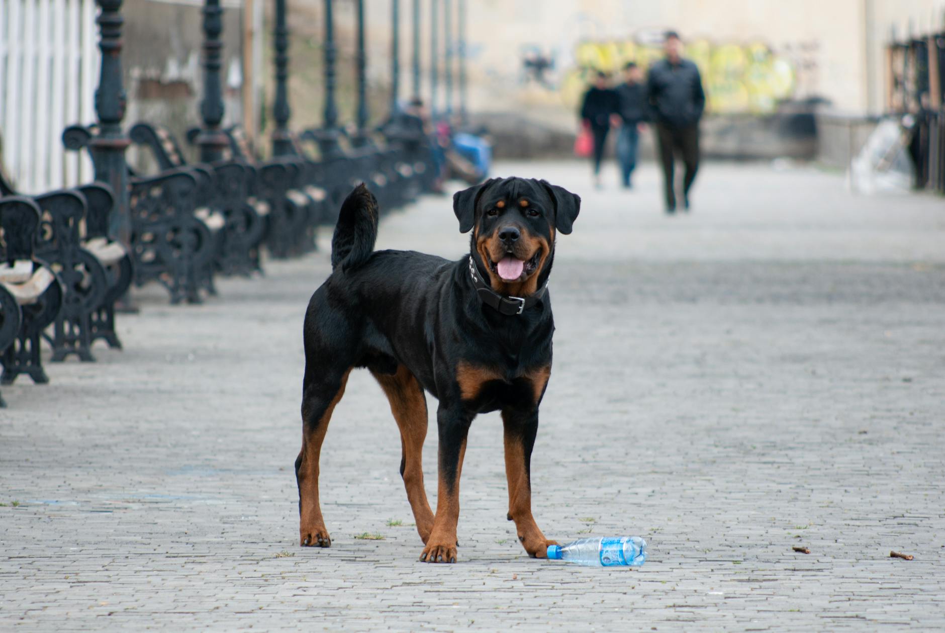 Trinkflasche Hund Detailansicht: Trinkflasche Hund