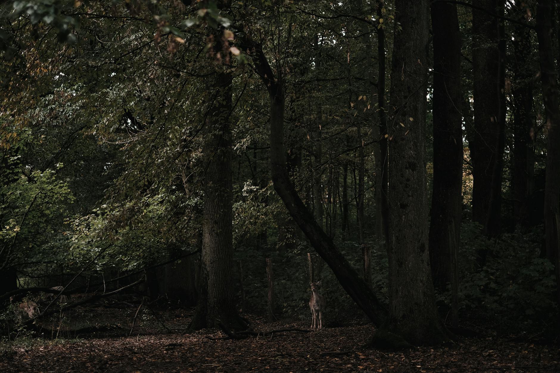 Illustration zu Wald Wandel