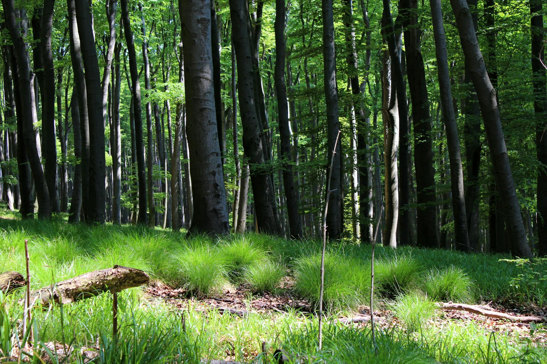 Symbolbild zum Thema Wald Wandel