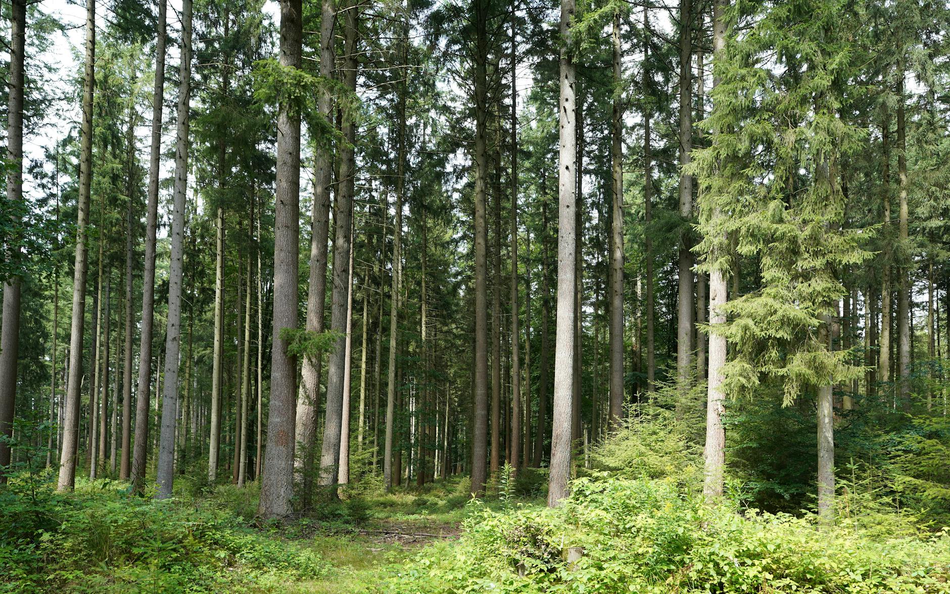 Detailansicht: Wald Wandel