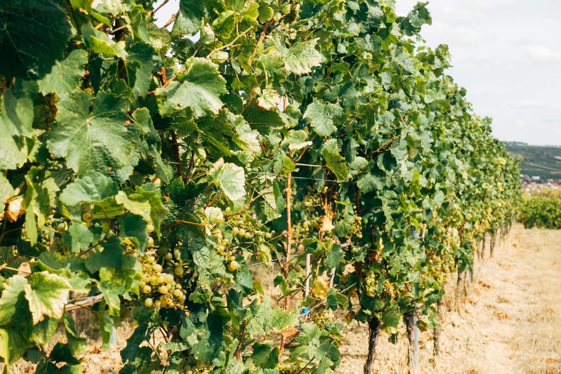 Detailansicht: Wein